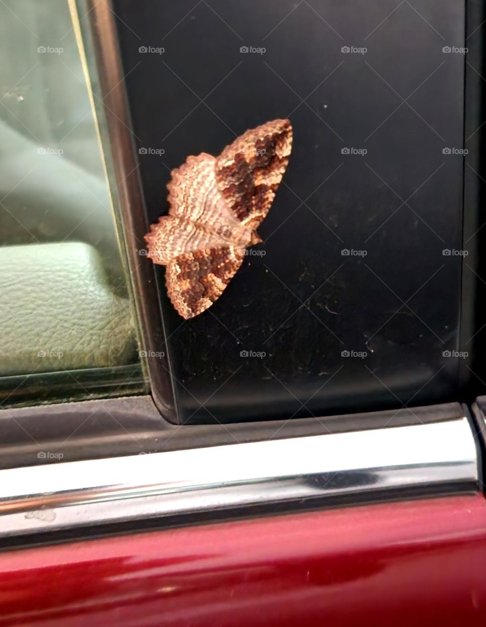 This red car picked up a hitchhiking moth on its daily commute into town in Oregon