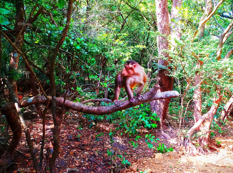 Monkey Standing on tree awesome pose Shot on Camera
