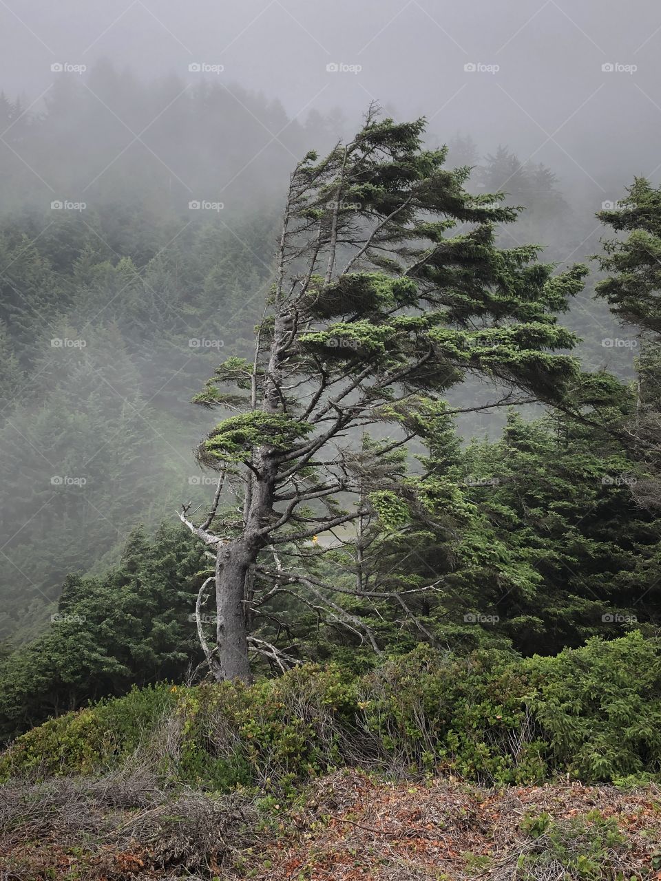 Wind blown tree at Cape Perpetua, OR on a foggy day