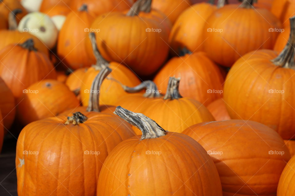 Pumpkins just harvested 