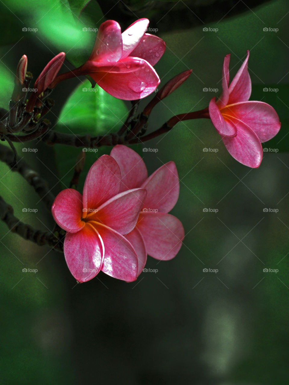 Beautiful pink flowers