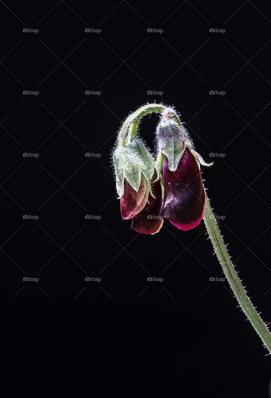 macro image of new sweet pea flower buds