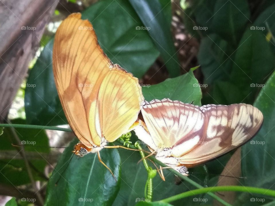 Butterflies are enjoying in the lovely timing.