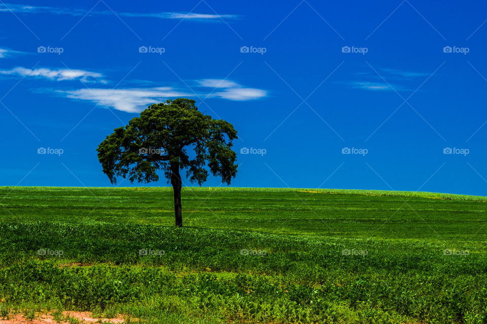 Tree on greenfield