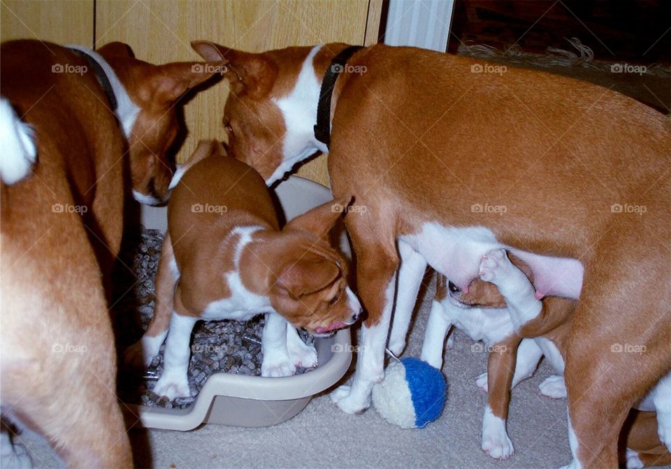 Puppy Potty Training