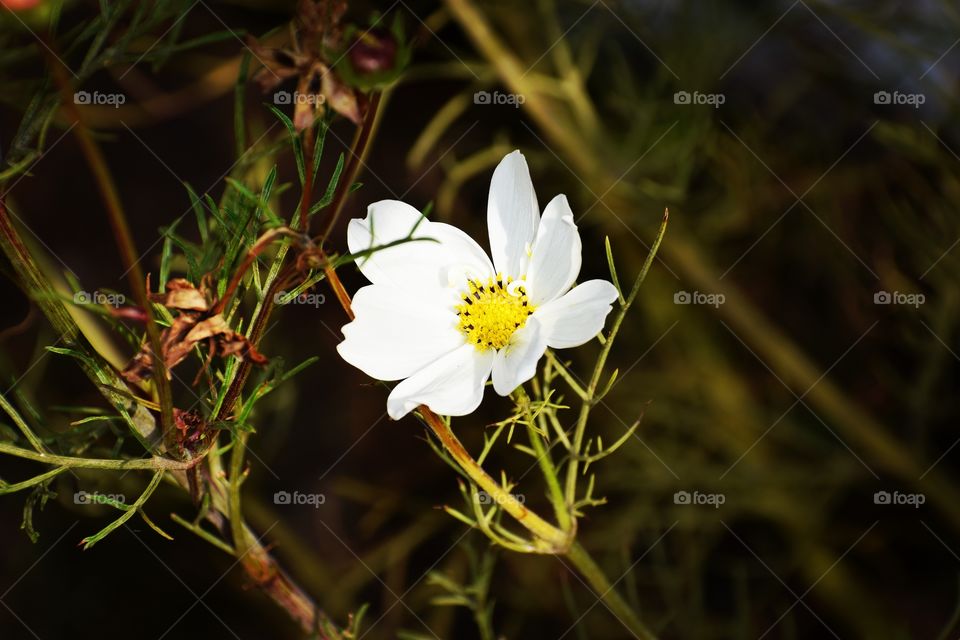 White wild flower