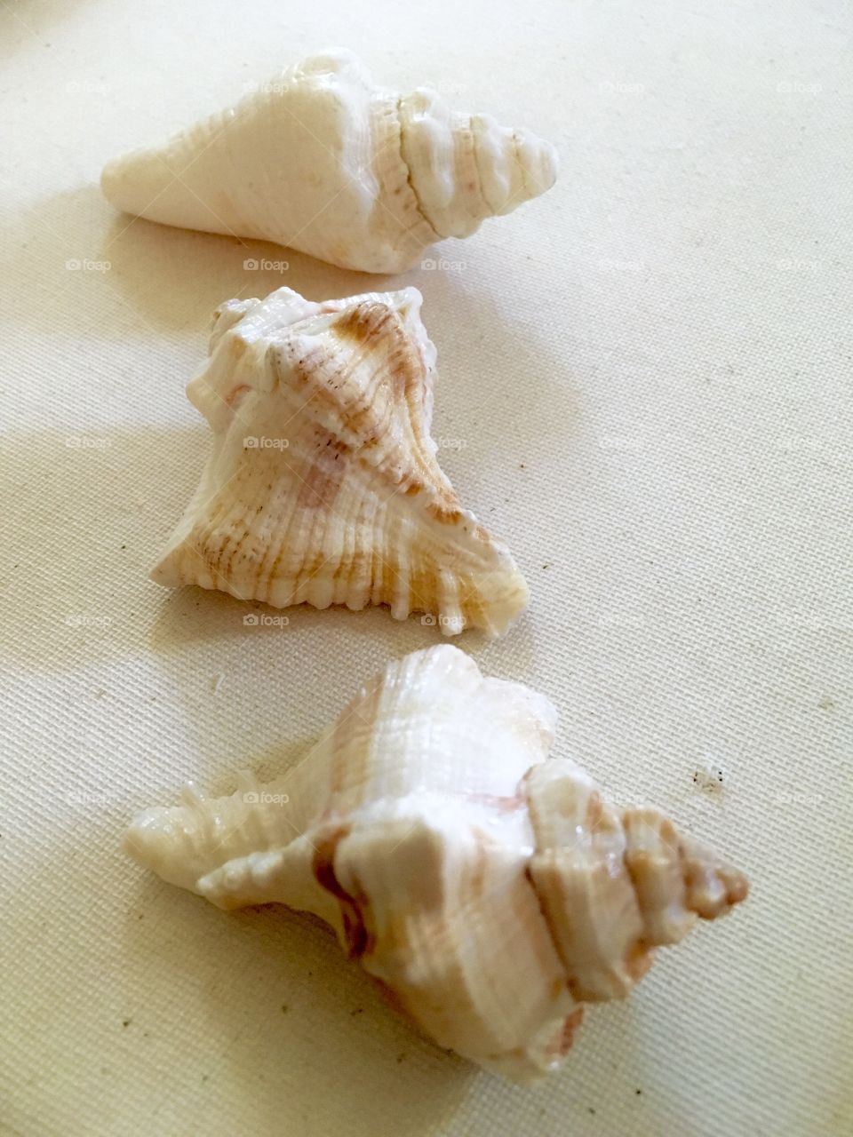 high angle view of a conch shell