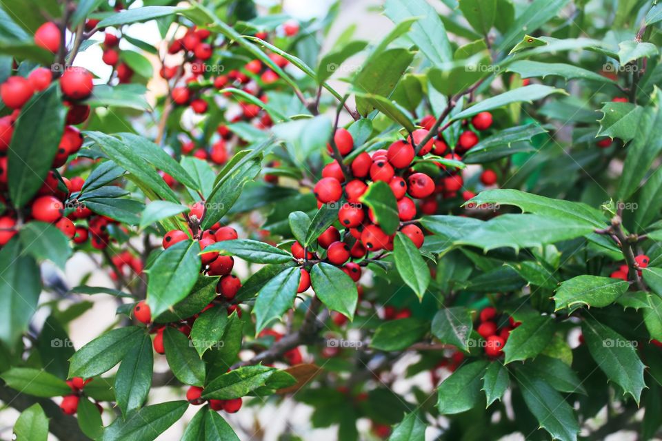 Red berries.