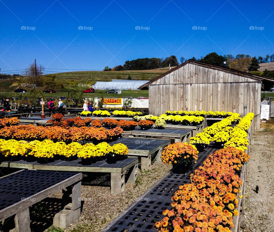 Mums at Trax Farm