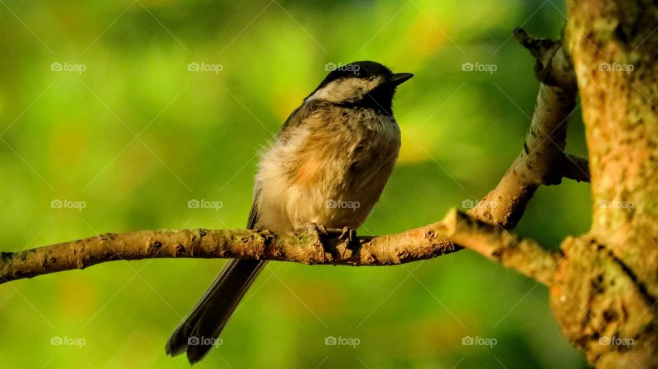 Sunset effect on Chickadee
