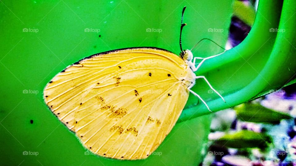 Yellow butterfly