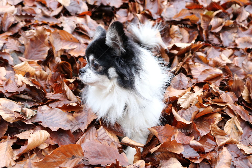 Chihuahua im Herbstfeeling
