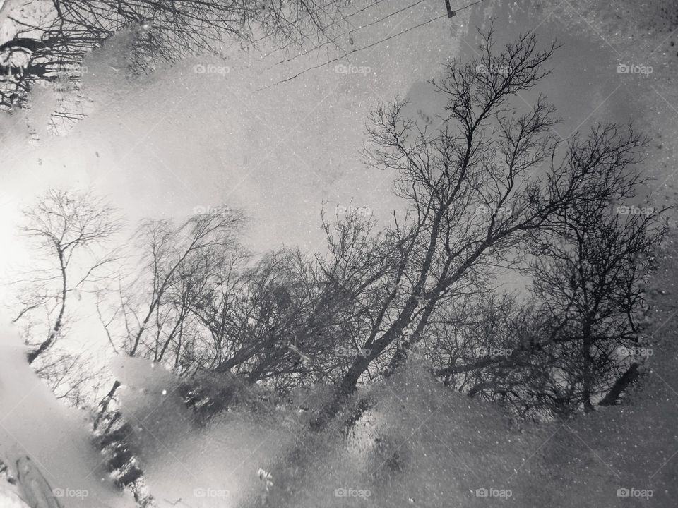 Winter, Tree, Snow, Fog, Landscape