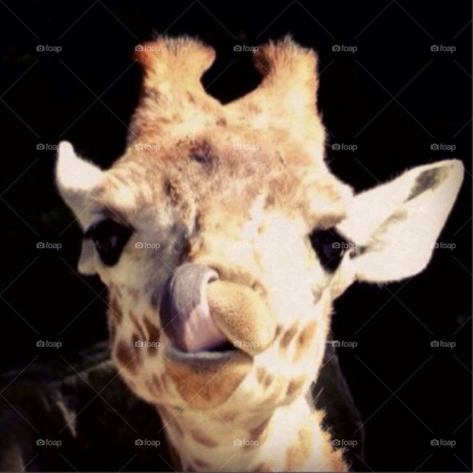 Giraffe