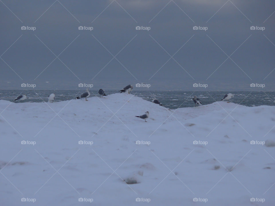 Seagulls on snow during winter in Jūrmala, Latvia.