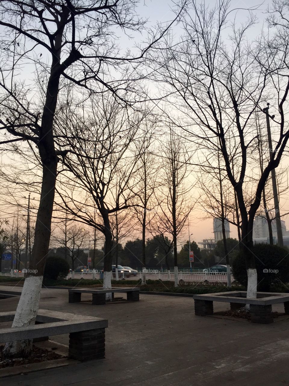 Sunset over sidewalk with trees