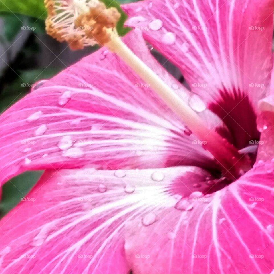 Hibiscus. Raindrops on Hibiscus Plant!