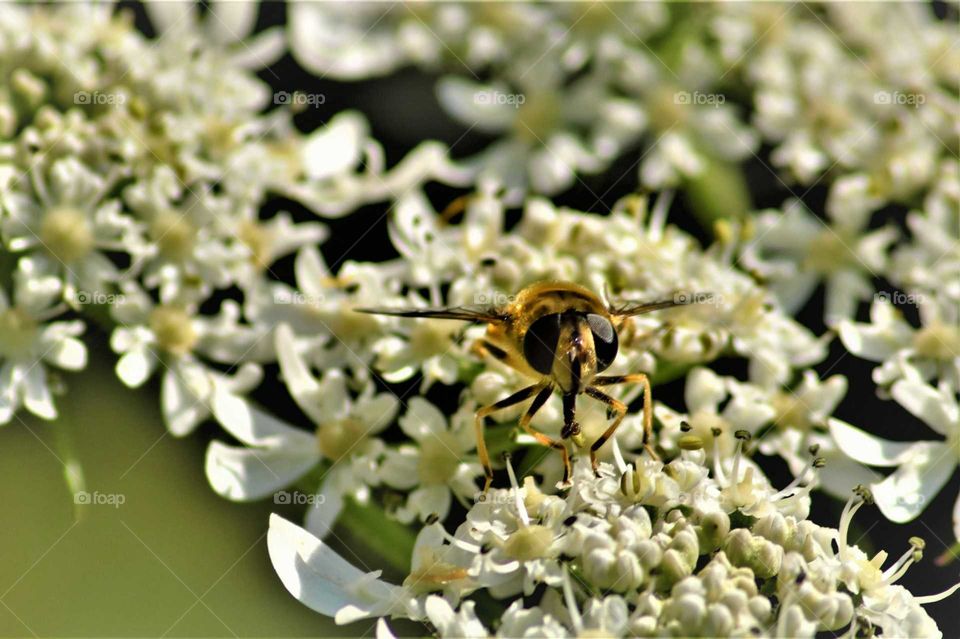 macro picture with bee with stretched wings on blooming white flowers