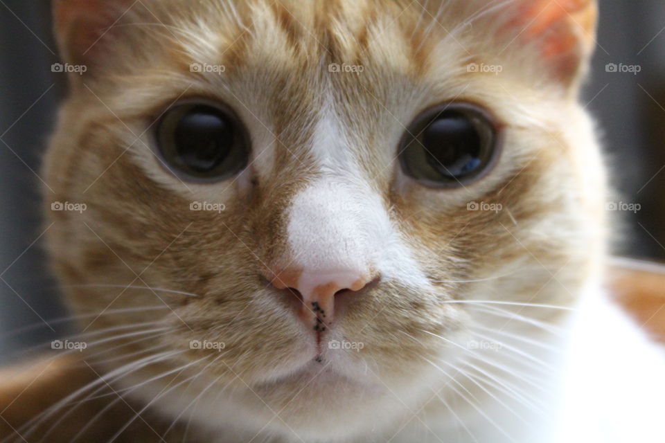 Cat face closeup 