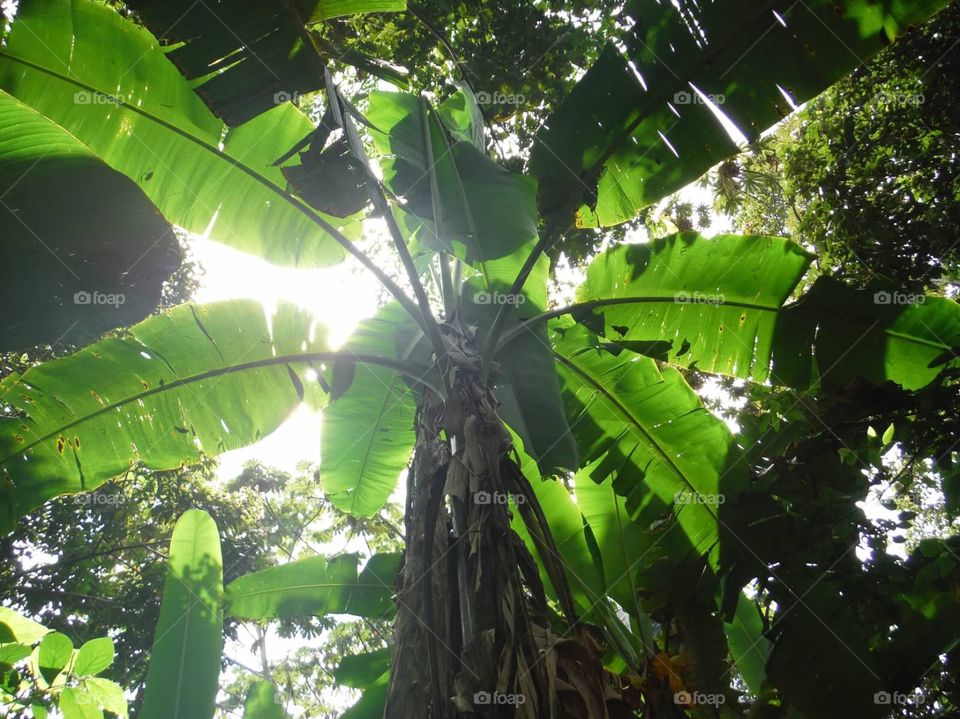 Jungle. Jungle in La Fortuna Costa Rica