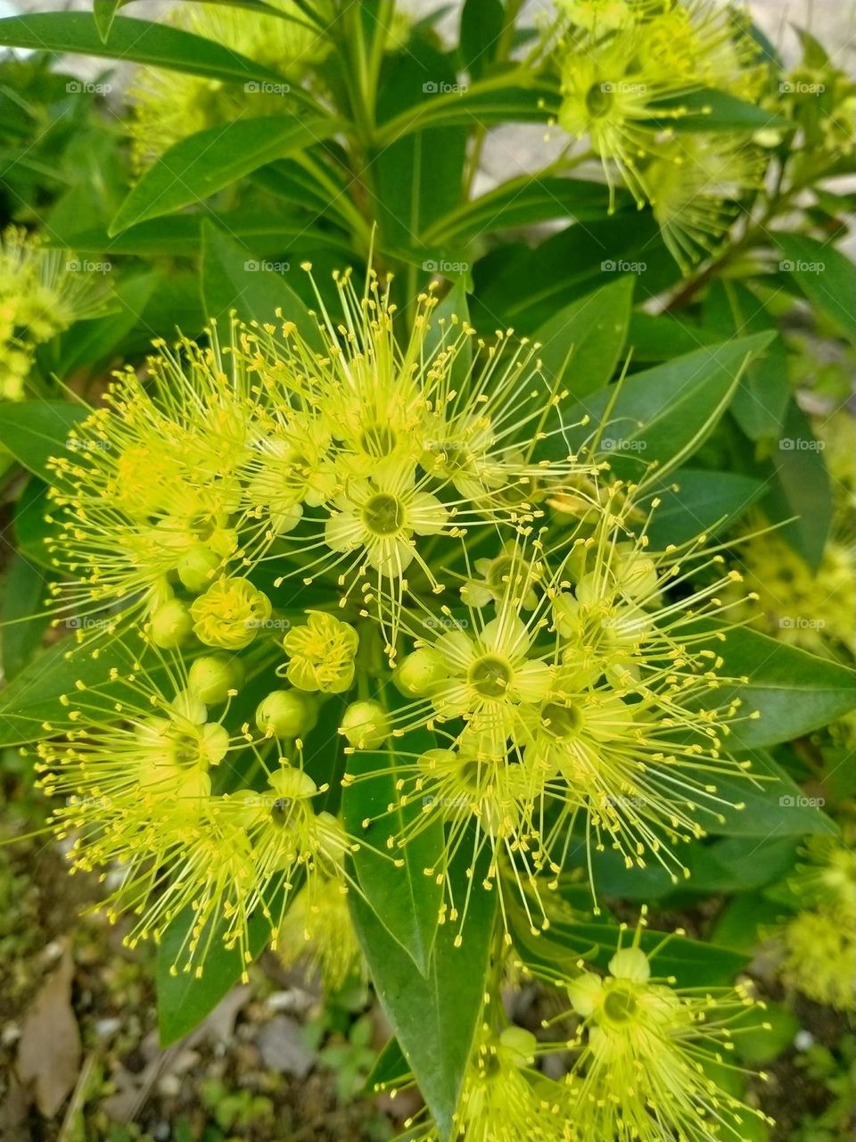 beautiful natural flowers