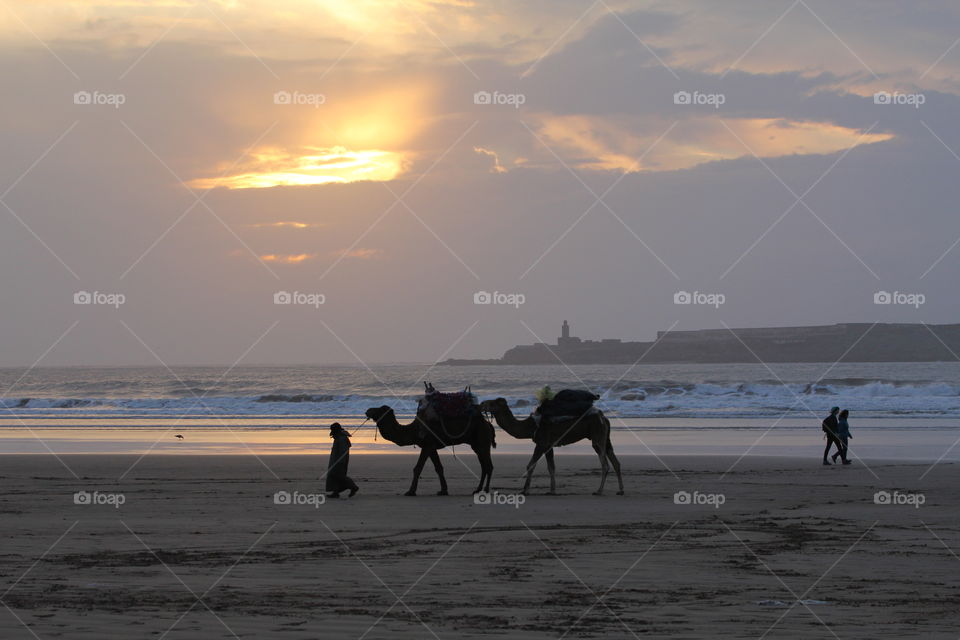 Camels and people on the beach in essouria at sunset 