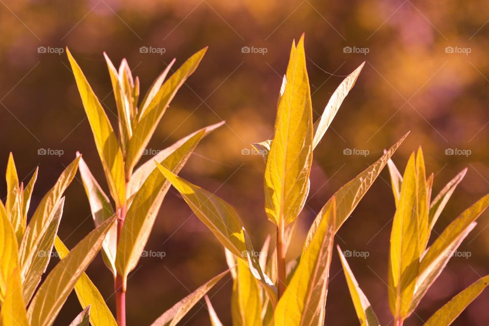 A very nice macro shot of another plant
