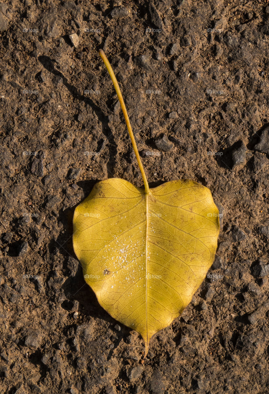 dry peepal leaf on road