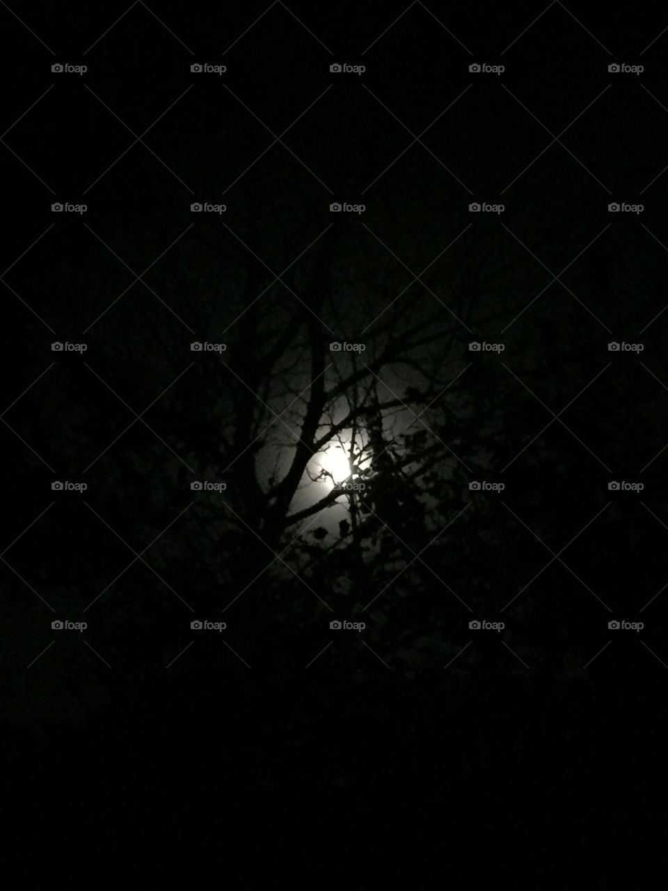 Moon through the trees