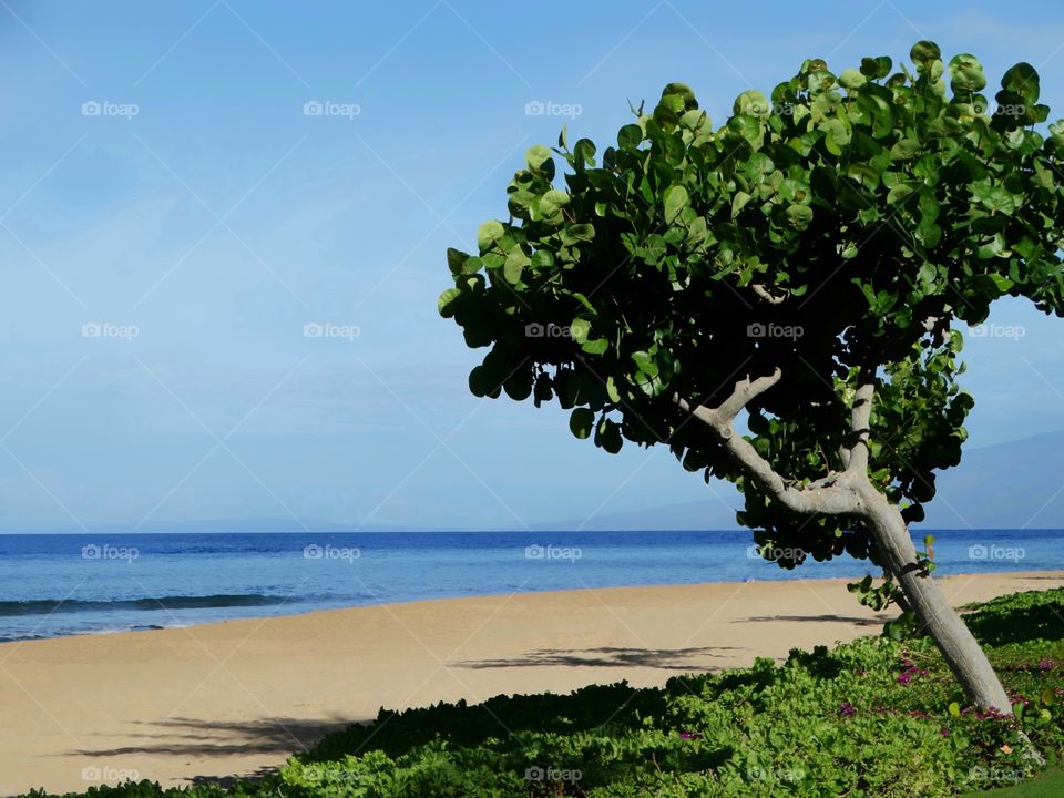 Pristine Hawaii Beach