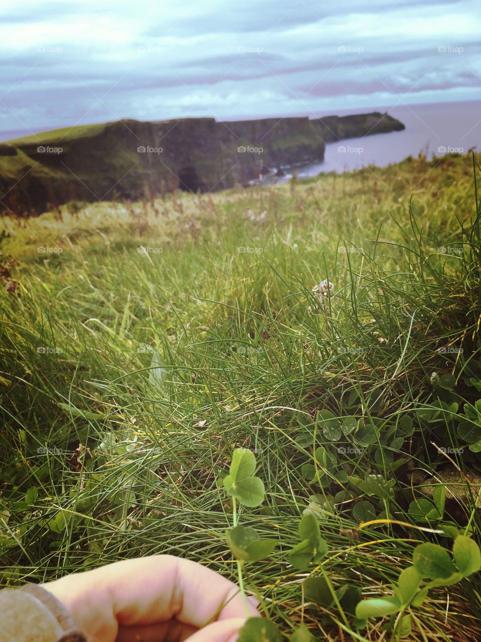 Some clovers in the grass at the Cliffs of Moher in Ireland 