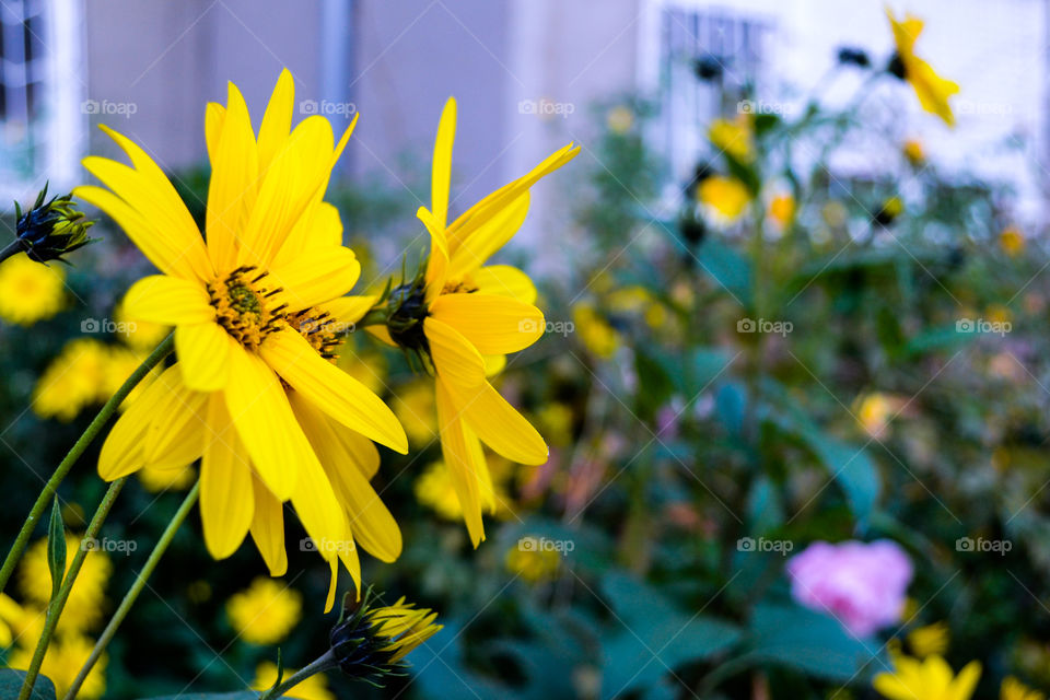 Yellow flowers with a blurry background