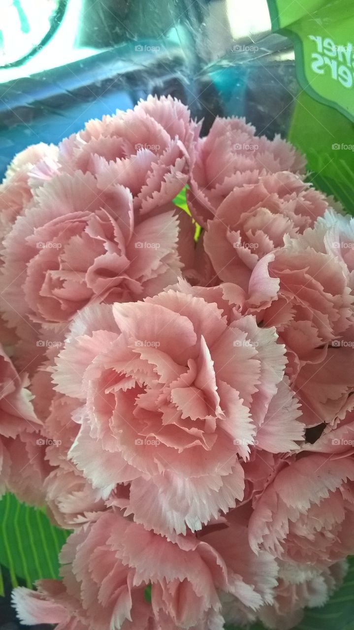 Carnations 