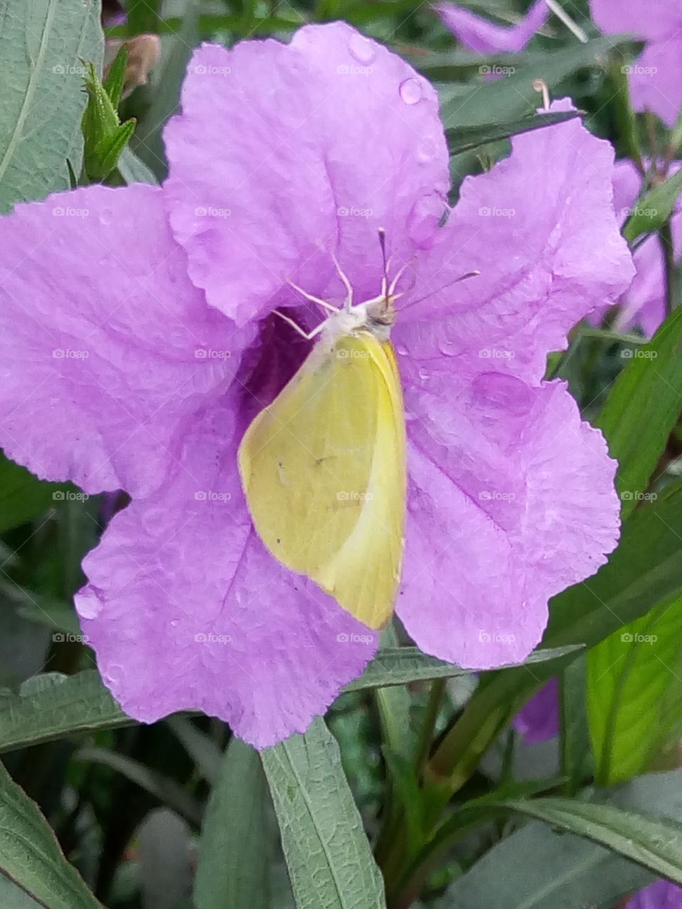 Nature, Leaf, Flora, No Person, Flower
