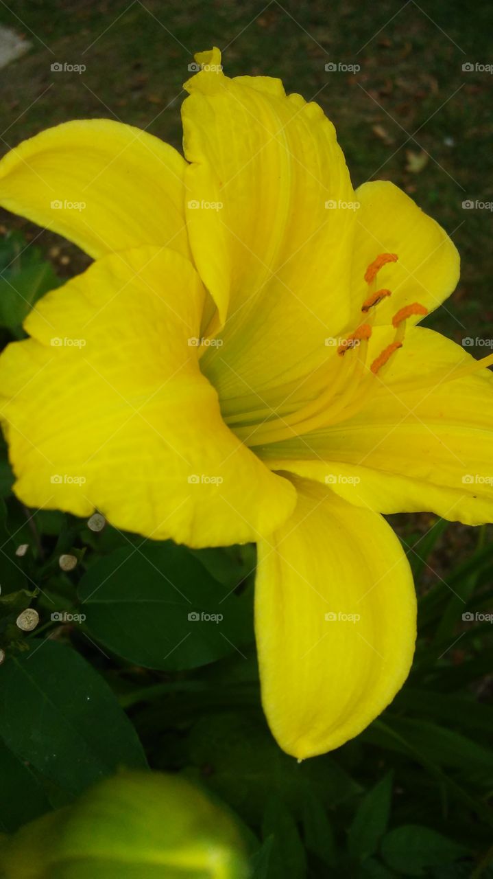 Flower, Nature, No Person, Flora, Leaf
