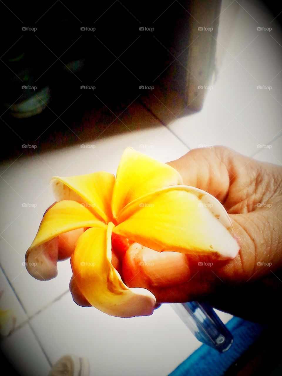 a frangipani flower