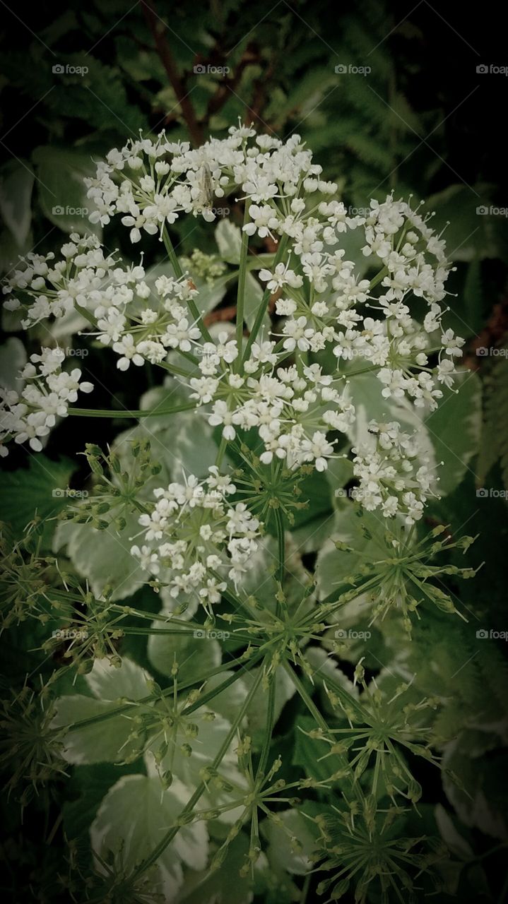 flower in my back yard. so pretty. what is it?
