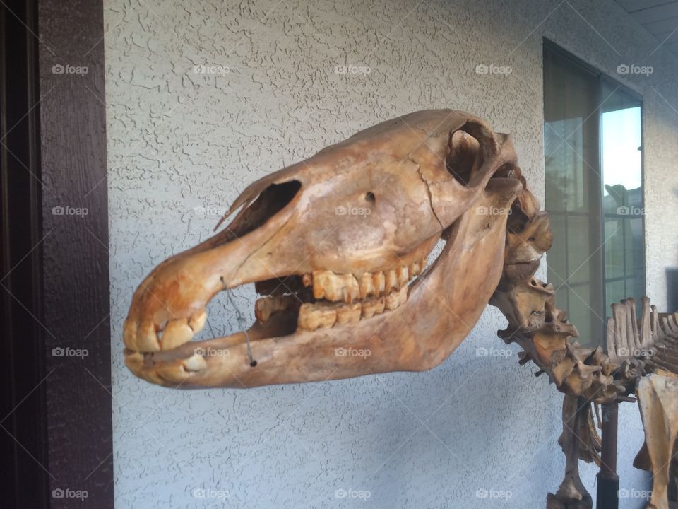 Skeletal horse head