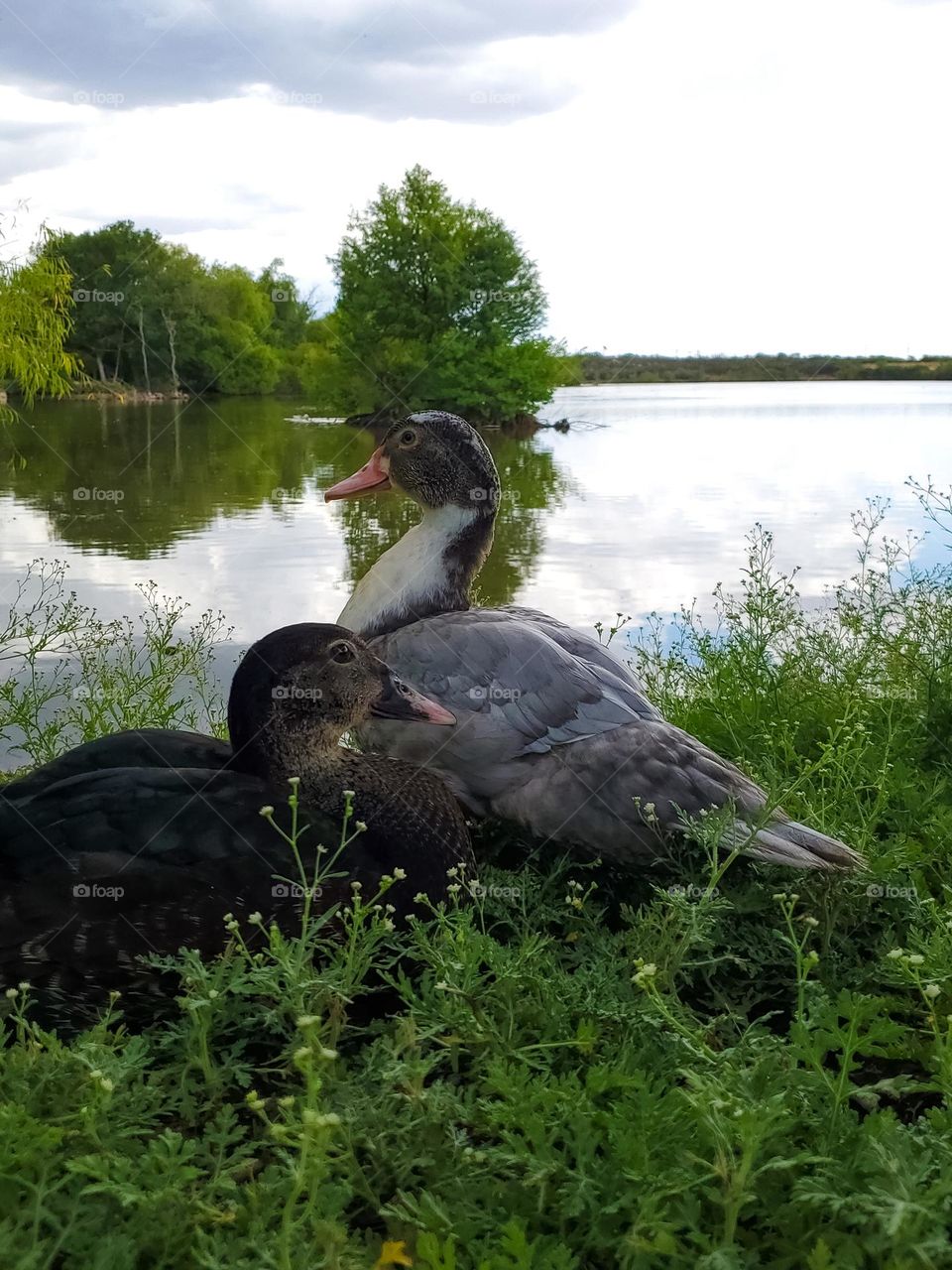 Two ducks by the lake