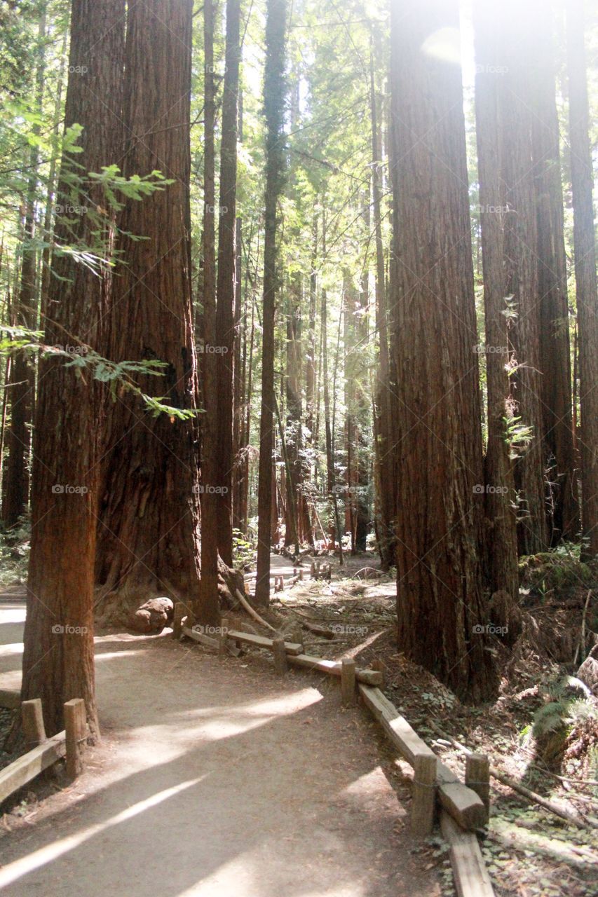 Redwoods
