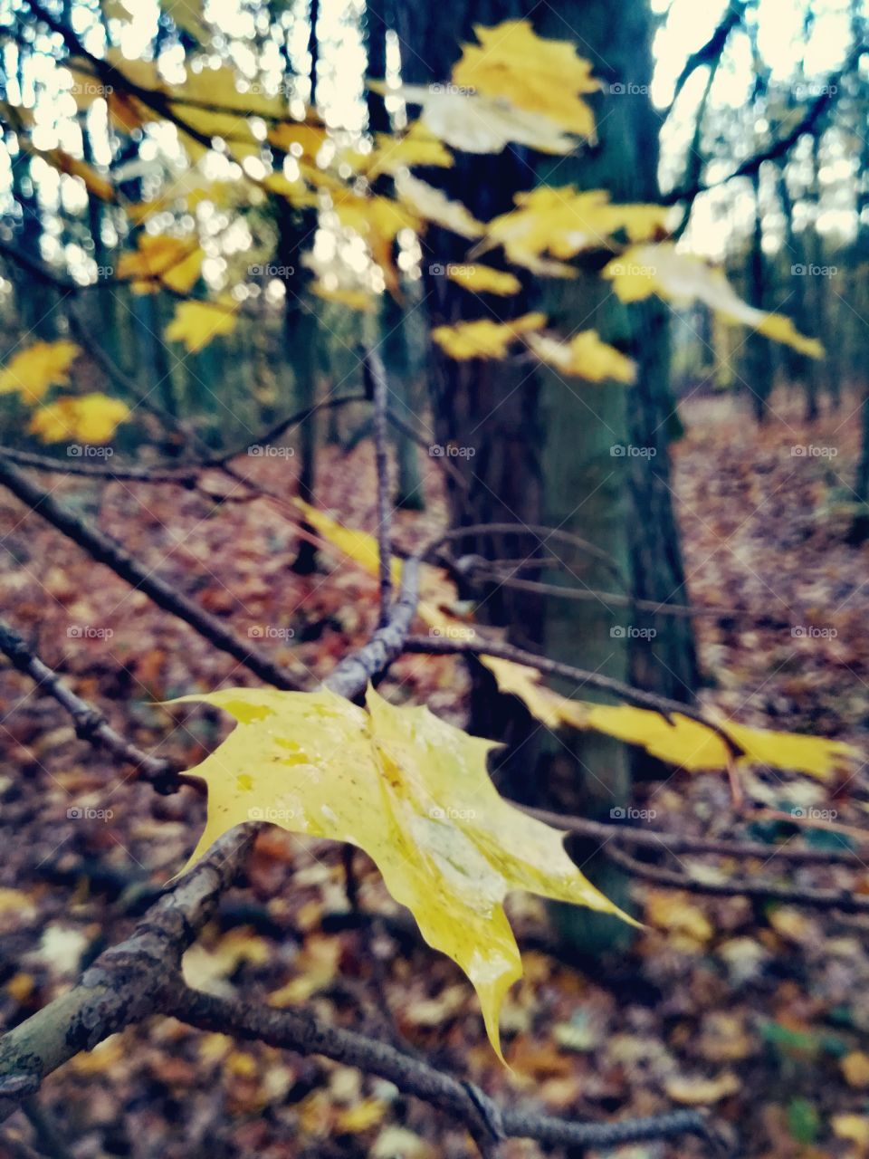 Yellow autumn in forest