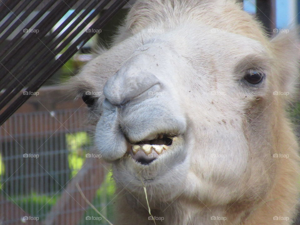 communication with a camel at the zoo