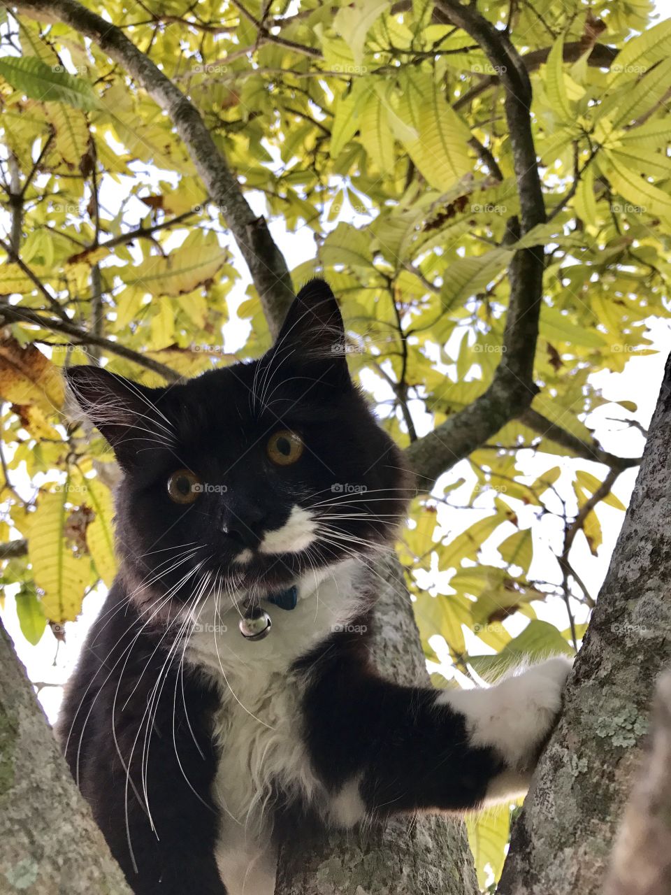 Cat on a tree