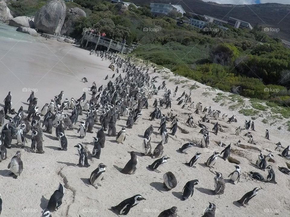 A group of penguins