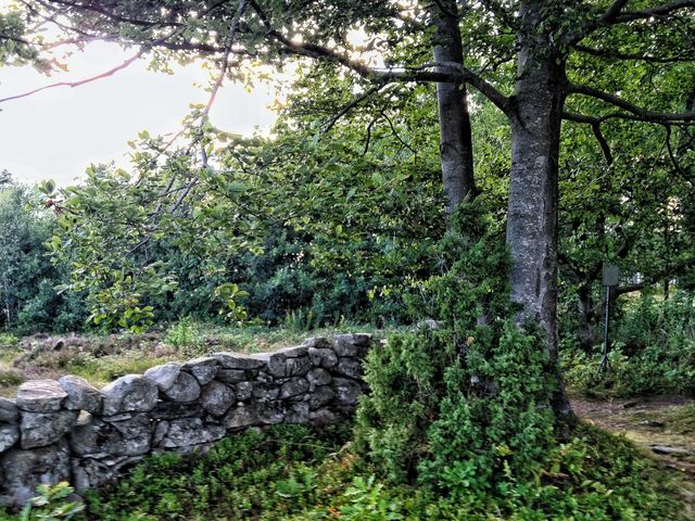 View of trees in forest