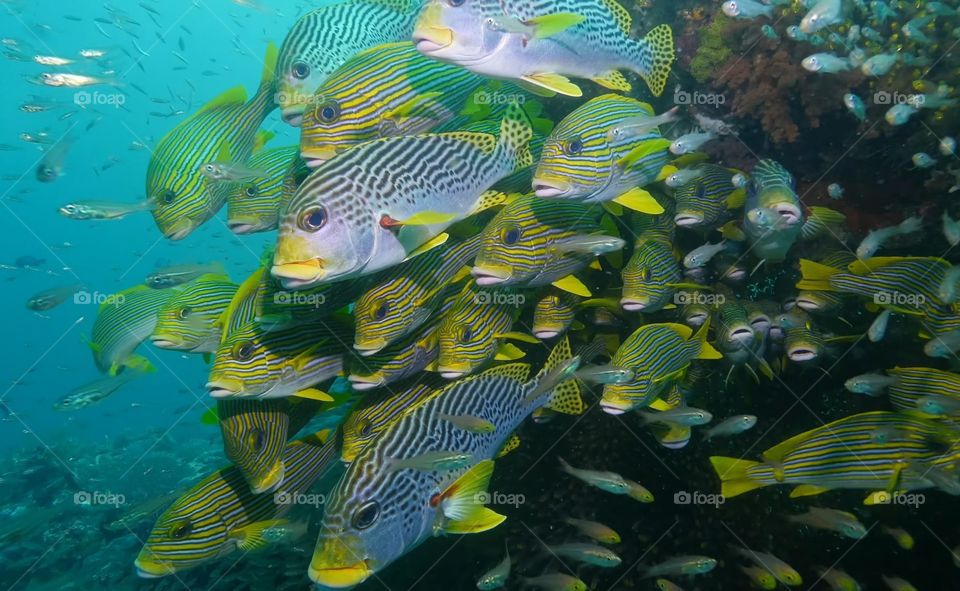 Beautiful fish underwater