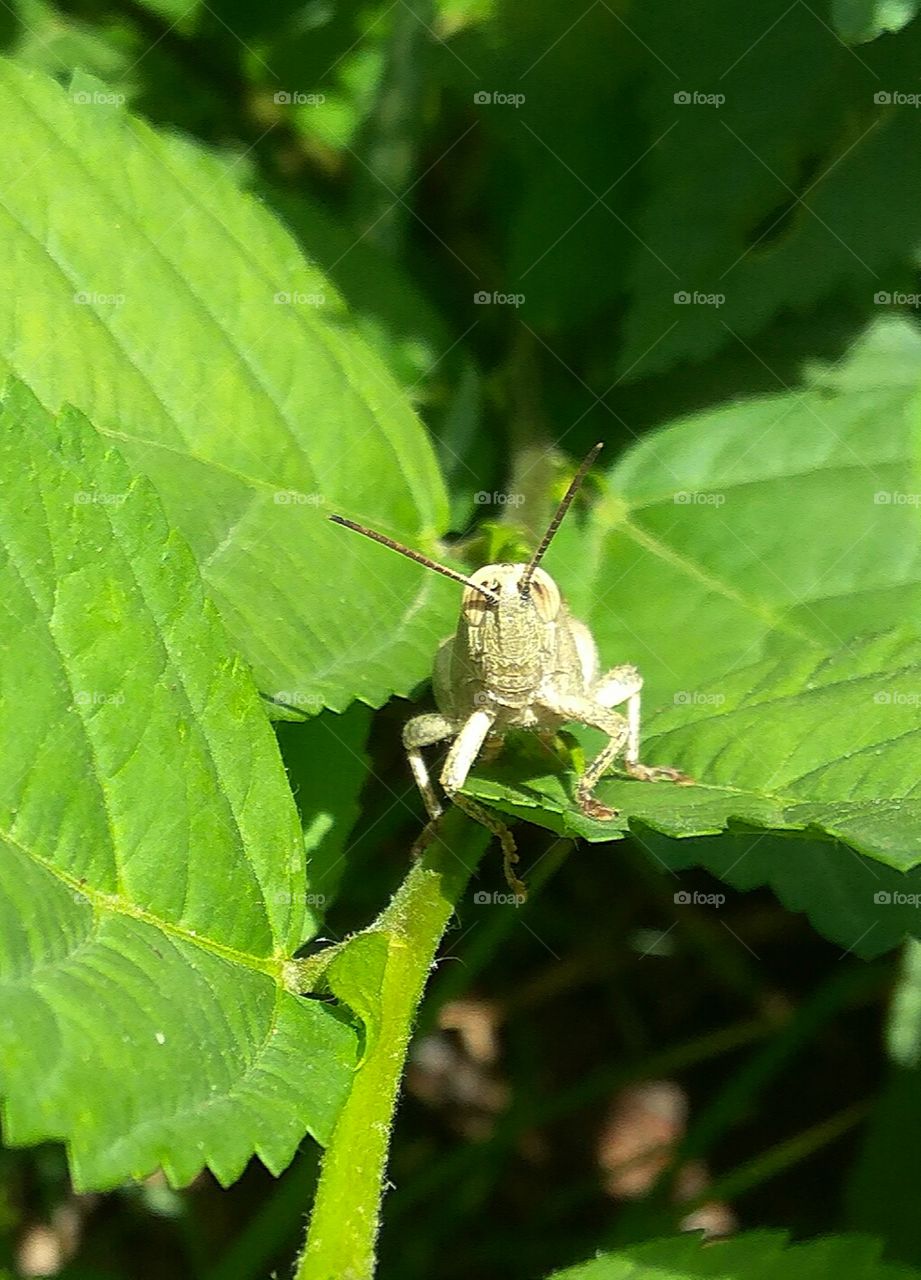 grasshoppers in green leaf 
 seems his face niceley