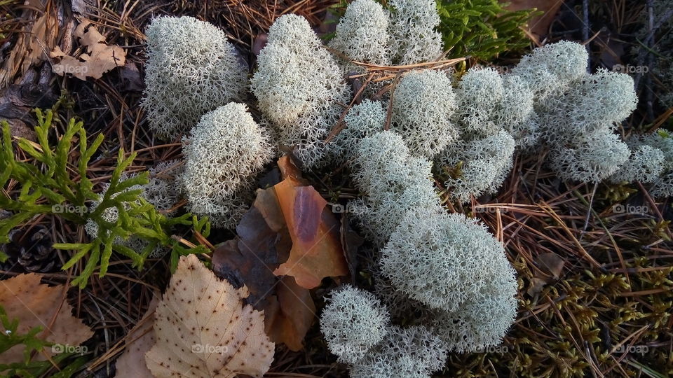 флора.природа.