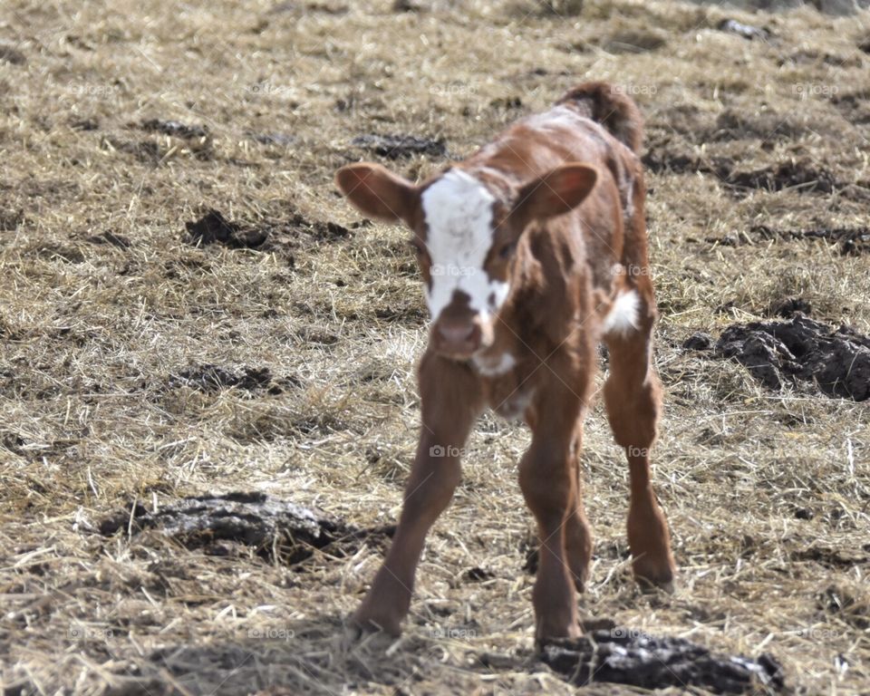 Wobbly calf, brown and white