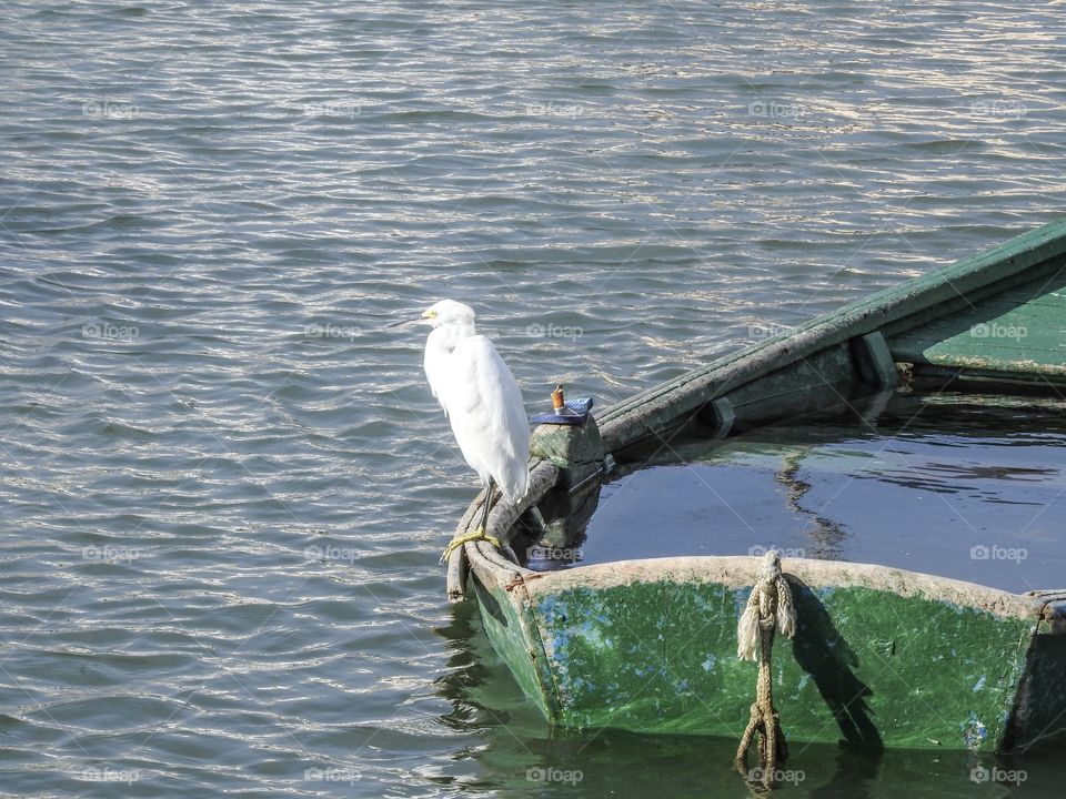 Bird on boat